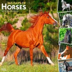 2025 BrownTrout 365 Days of Horses 12" x 12" Monthly Wall Calendar (9781975477165)