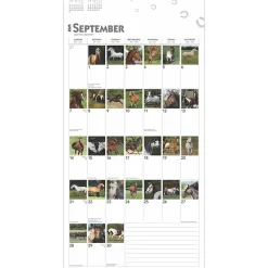 2025 BrownTrout 365 Days of Horses 12