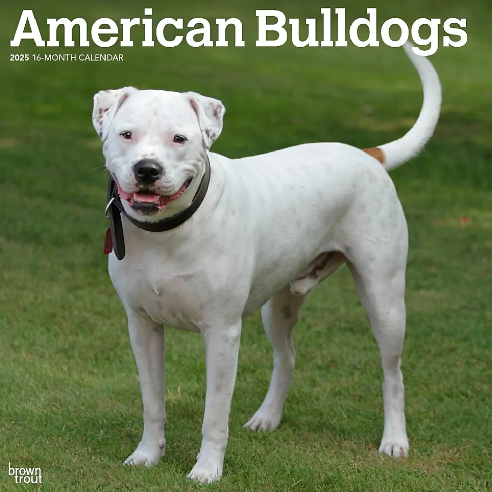2025 BrownTrout American Bulldogs 12" x 12" Monthly Square Wall Calendar (9781975478223)