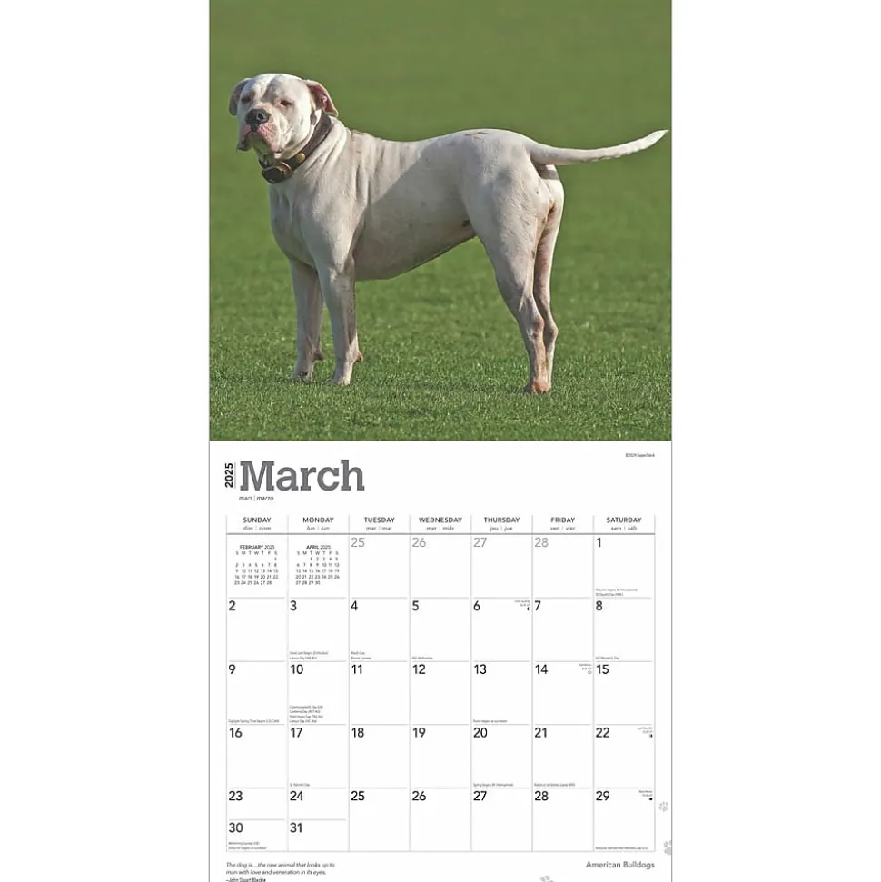 2025 BrownTrout American Bulldogs 12" x 12" Monthly Square Wall Calendar (9781975478223)
