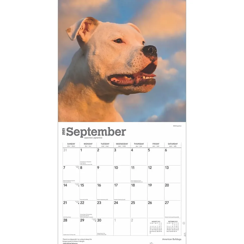 2025 BrownTrout American Bulldogs 12" x 12" Monthly Square Wall Calendar (9781975478223)
