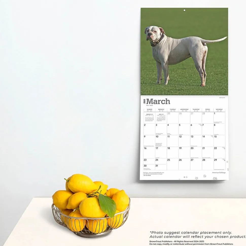 2025 BrownTrout American Bulldogs 12" x 12" Monthly Square Wall Calendar (9781975478223)