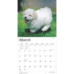 2025 BrownTrout Bichon Frise Puppies 12