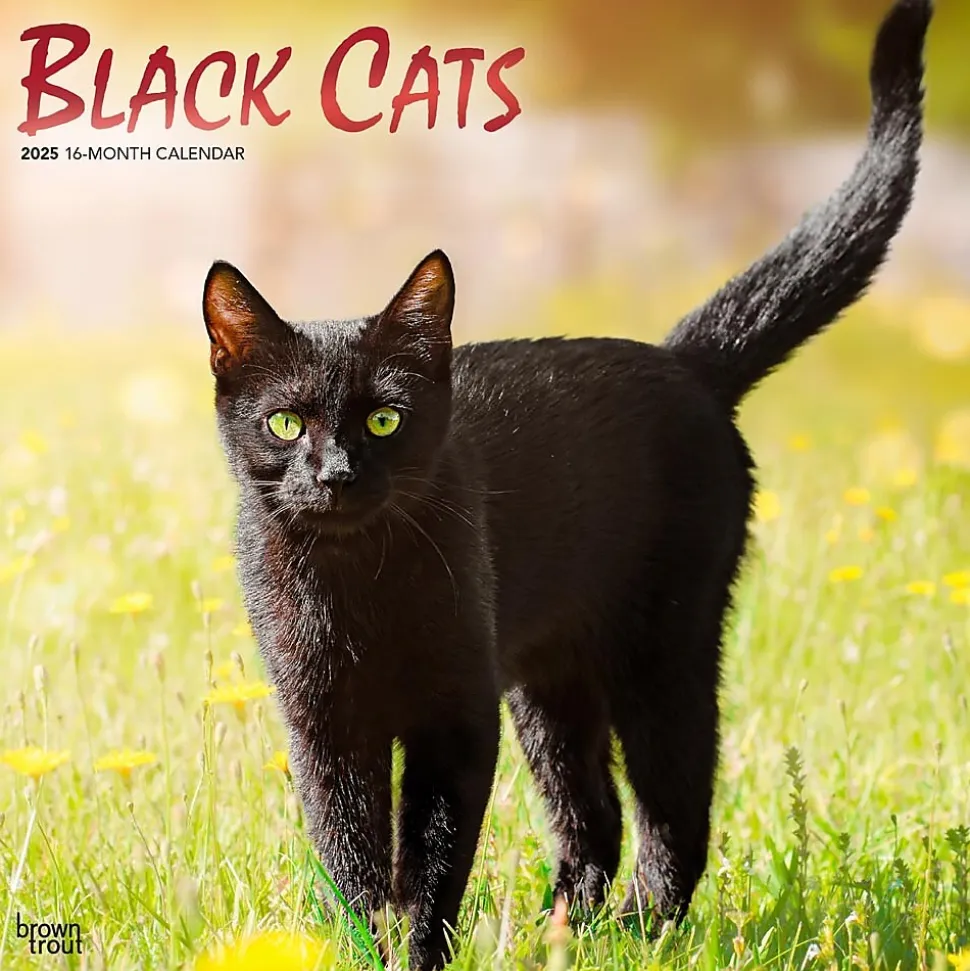 2025 BrownTrout Black Cats 12" x 12" Monthly Wall Calendar (9781975476649)