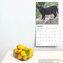 2025 BrownTrout Black Cats 12