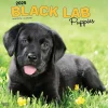 2025 BrownTrout Black Labrador Retriever Puppies 12" x 12" Monthly Wall Calendar (9781975477318)