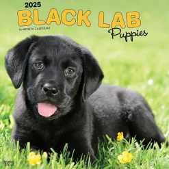 2025 BrownTrout Black Labrador Retriever Puppies 12" x 12" Monthly Wall Calendar (9781975477318)