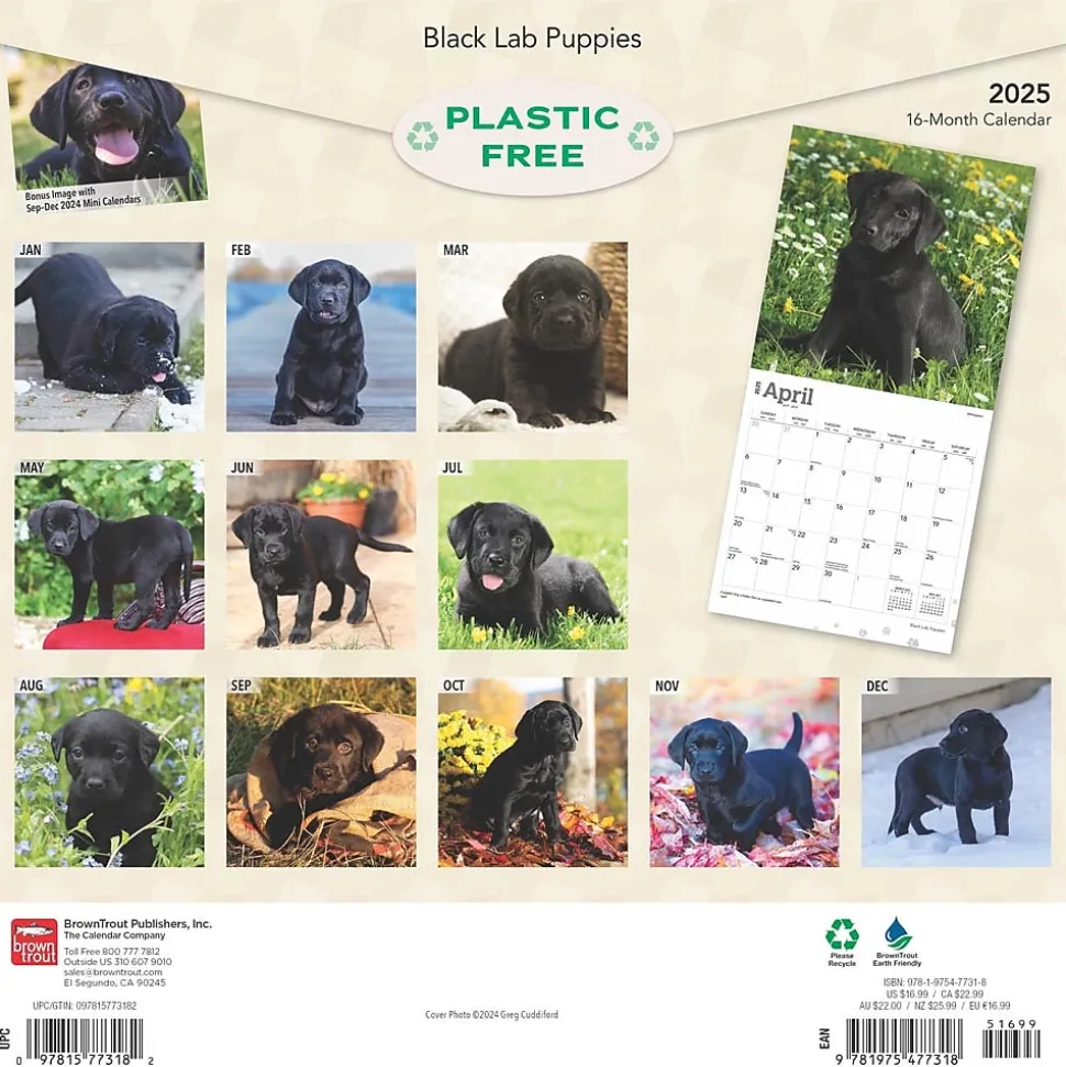 2025 BrownTrout Black Labrador Retriever Puppies 12" x 12" Monthly Wall Calendar (9781975477318)