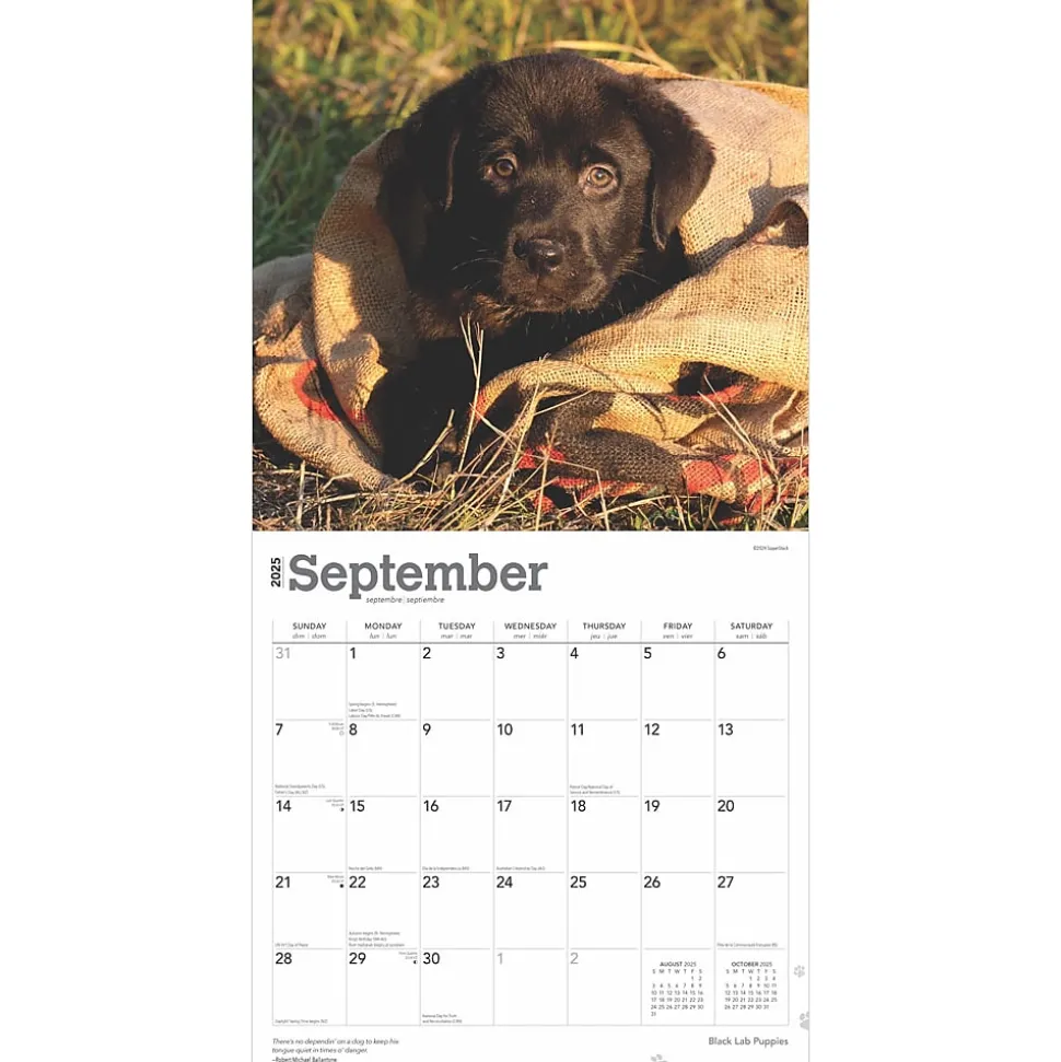2025 BrownTrout Black Labrador Retriever Puppies 12" x 12" Monthly Wall Calendar (9781975477318)