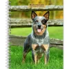 2025 BrownTrout Blue Heelers 6" x 7.75" Weekly Engagement Planner, Paper Cover, Multicolored (9781975483142)