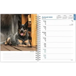 2025 BrownTrout Blue Heelers 6