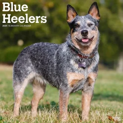 2025 BrownTrout Blue Heelers 12" x 12" Monthly Wall Calendar (9781975476663)