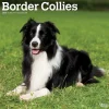 2025 BrownTrout Border Collies 12" x 12" Monthly Wall Calendar (9781975476687)