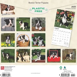 2025 BrownTrout Boston Terrier Puppies 12" x 12" Monthly Wall Calendar (9781975476694)