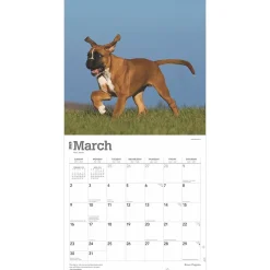 2025 BrownTrout Boxer Puppies 12