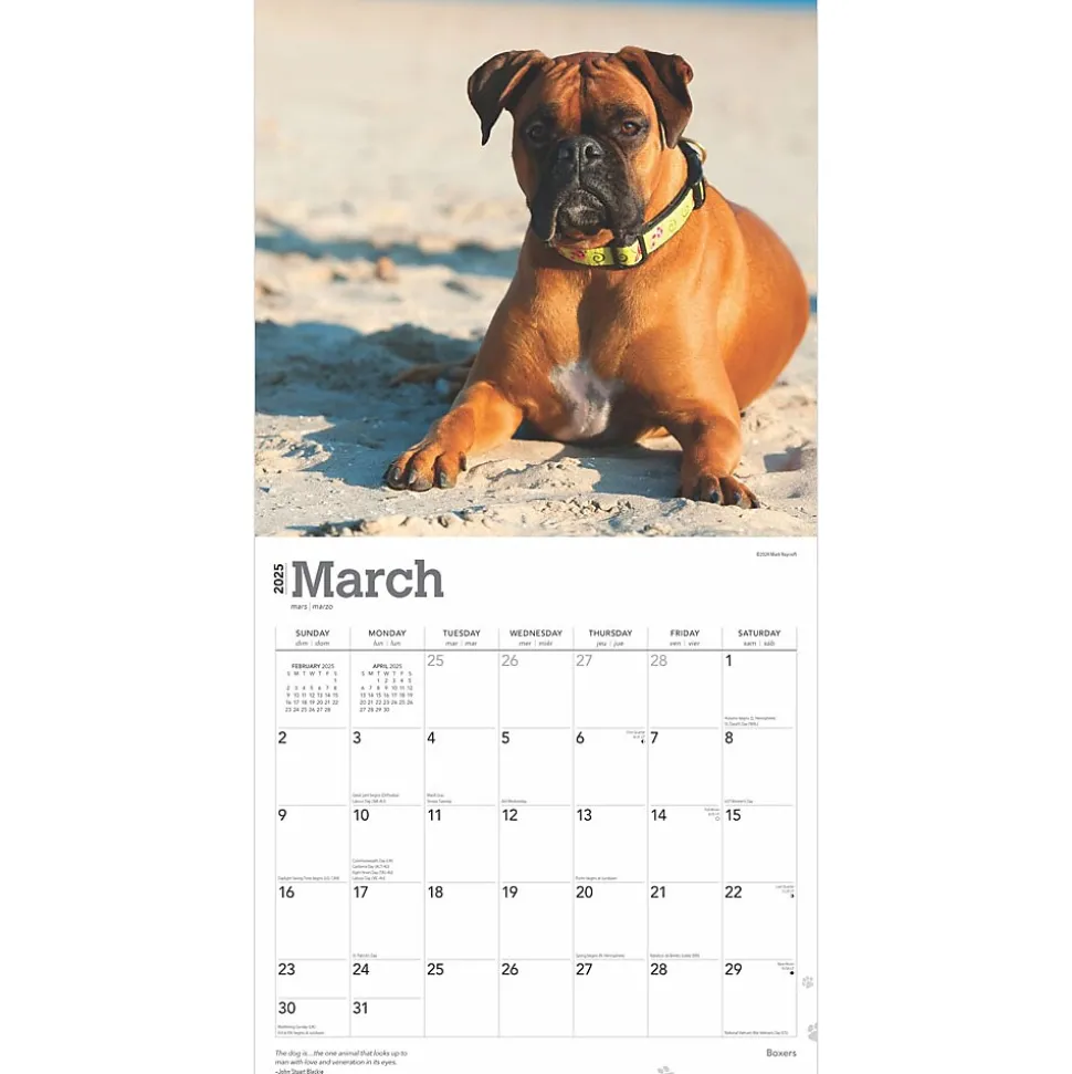 2025 BrownTrout Boxers International Edition 12" x 12" Monthly Wall Calendar (9781975474522)
