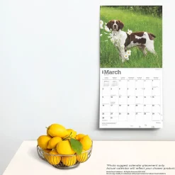 2025 BrownTrout Brittanys 12