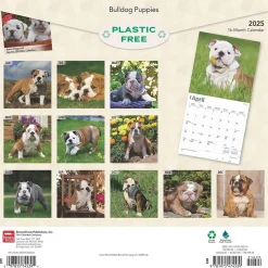 2025 BrownTrout Bulldog Puppies 12" x 12" Monthly Wall Calendar (9781975474539)