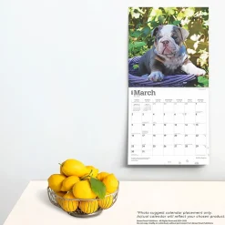 2025 BrownTrout Bulldog Puppies 12