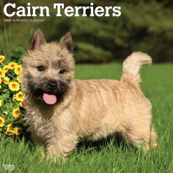 2025 BrownTrout Cairn Terriers 12" x 24" Monthly Square Wall Calendar, (9781975476779)