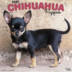 2025 BrownTrout Chihuahua Puppies 12" x 12" Monthly Wall Calendar (9781975474652)