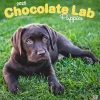 2025 BrownTrout Chocolate Labrador Retriever Puppies 12" x 12" Monthly Wall Calendar (9781975477325)