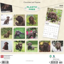 2025 BrownTrout Chocolate Labrador Retriever Puppies 12" x 12" Monthly Wall Calendar (9781975477325)