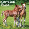 2025 BrownTrout Colts and Fillies 12" x 12" Monthly Wall Calendar (9781975483722)
