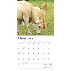 2025 BrownTrout Cows 12