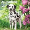 2025 BrownTrout Dalmatians 12" x 24" Monthly Square Wall Calendar, (9781975478117)