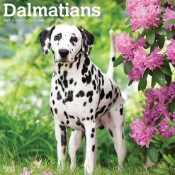 2025 BrownTrout Dalmatians 12" x 24" Monthly Square Wall Calendar, (9781975478117)