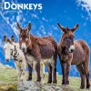 2025 BrownTrout Donkeys 12" x 24" Monthly Square Wall Calendar, (9781975476946)