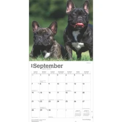 2025 BrownTrout French Bulldogs 12