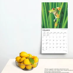 2025 BrownTrout Frogs 12