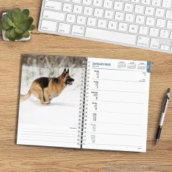 2025 BrownTrout German Shepherds 6