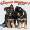 2025 BrownTrout German Shepherd Puppies 12" x 12" Monthly Square Wall Calendar (9781975477004)
