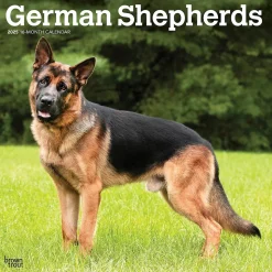 2025 BrownTrout German Shepherds 12" x 12" Monthly Square Wall Calendar (9781975477011)