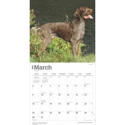 2025 BrownTrout German Shorthaired Pointers 12