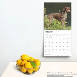 2025 BrownTrout German Shorthaired Pointers 12