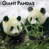 2025 BrownTrout Giant Pandas 12" x 12" Monthly Wall Calendar (9781975474843)