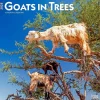2025 BrownTrout Goats in Trees 12" x 12" Monthly Square Wall Calendar (9781975477059)