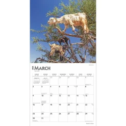 2025 BrownTrout Goats in Trees 12