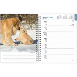 2025 BrownTrout Golden Retrievers 6