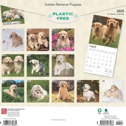2025 BrownTrout Golden Retriever Puppies 12" x 12" Monthly Square Wall Calendar (9781975477066)