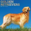2025 BrownTrout Golden Retrievers 12" x 12" Monthly Square Wall Calendar (9781975477073)