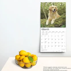 2025 BrownTrout Golden Retrievers 12