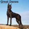 2025 BrownTrout Great Danes 12" x 12" Monthly Square Wall Calendar (9781975477103)