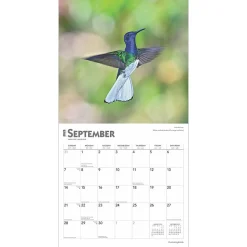 2025 BrownTrout Hummingbirds 12