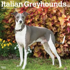 2025 BrownTrout Italian Greyhounds 12" x 12" Monthly Wall Calendar (9781975478308)