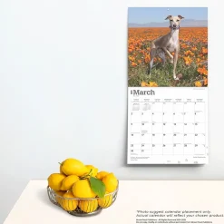 2025 BrownTrout Italian Greyhounds 12